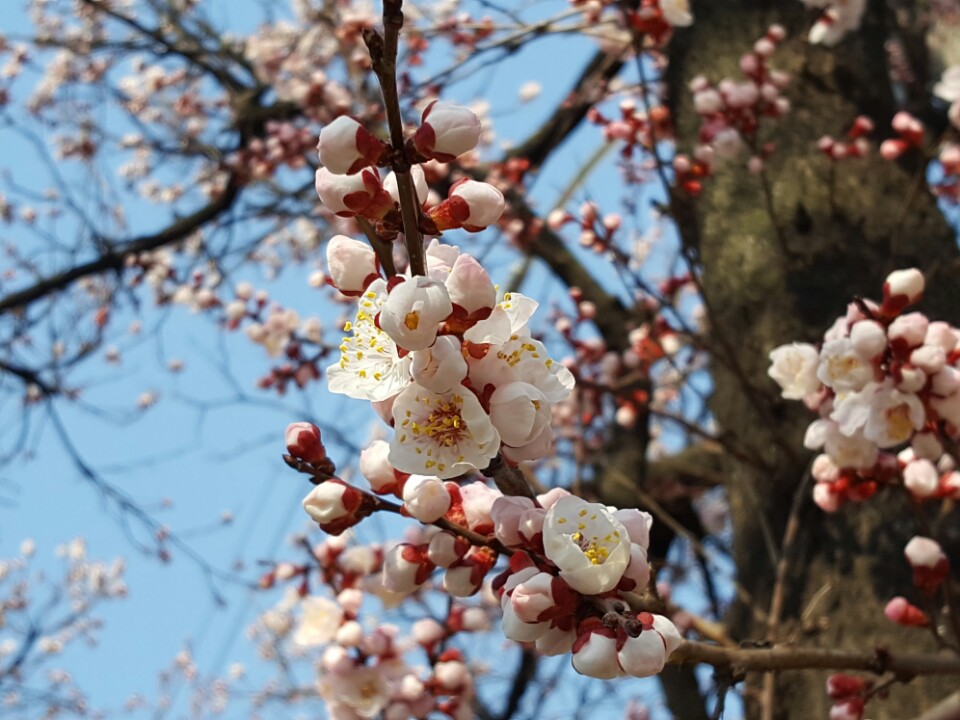 살구꽃(청주에서)